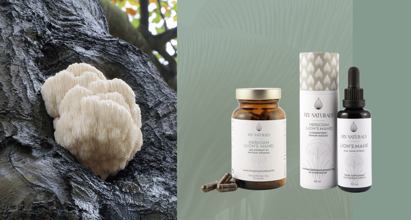 Hericium.png